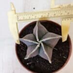 ASTROPHYTUM MYRIOSTIGMA Nº 1027 – vaso 11