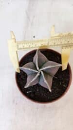 ASTROPHYTUM MYRIOSTIGMA Nº 1027 – vaso 11