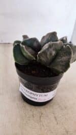 ASTROPHYTUM MYRIOSTIGMA "Bicéfalo" Nº 1029 – vaso 11 - Imagem 9