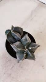 ASTROPHYTUM MYRIOSTIGMA "Bicéfalo" Nº 1029 – vaso 11 - Imagem 3