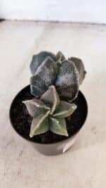 ASTROPHYTUM MYRIOSTIGMA "Bicéfalo" Nº 1029 – vaso 11 - Imagem 6