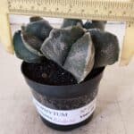 ASTROPHYTUM MYRIOSTIGMA "Bicéfalo" Nº 1029 – vaso 11