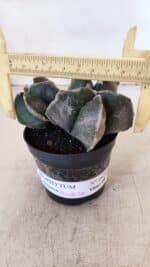 ASTROPHYTUM MYRIOSTIGMA "Bicéfalo" Nº 1029 – vaso 11