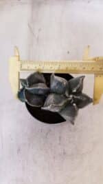 ASTROPHYTUM MYRIOSTIGMA "Bicéfalo" Nº 1029 – vaso 11 - Imagem 5