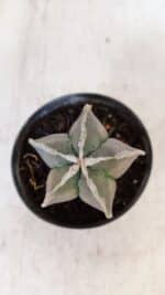 ASTROPHYTUM MYRIOSTIGMA Nº 1030 – vaso 11 - Imagem 8