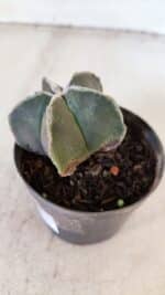 ASTROPHYTUM MYRIOSTIGMA Nº 1030 – vaso 11 - Imagem 7