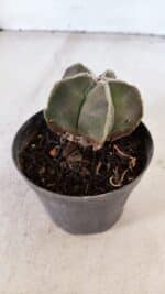 ASTROPHYTUM MYRIOSTIGMA Nº 1030 – vaso 11 - Imagem 6
