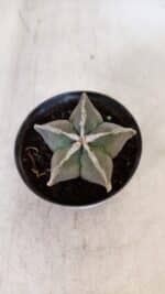 ASTROPHYTUM MYRIOSTIGMA Nº 1030 – vaso 11 - Imagem 3