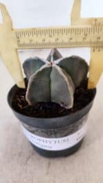 ASTROPHYTUM MYRIOSTIGMA Nº 1030 – vaso 11 - Imagem 4