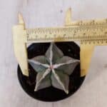 ASTROPHYTUM MYRIOSTIGMA Nº 1030 – vaso 11