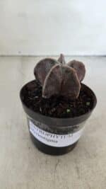 ASTROPHYTUM MYRIOSTIGMA Nº 1031 – vaso 09 - Imagem 2