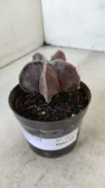 ASTROPHYTUM MYRIOSTIGMA Nº 1031 – vaso 09 - Imagem 8