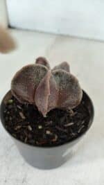 ASTROPHYTUM MYRIOSTIGMA Nº 1031 – vaso 09 - Imagem 6