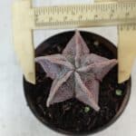 ASTROPHYTUM MYRIOSTIGMA Nº 1031 – vaso 09