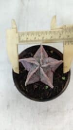 ASTROPHYTUM MYRIOSTIGMA Nº 1031 – vaso 09