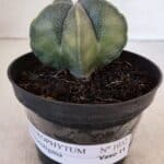 ASTROPHYTUM MYRIOSTIGMA Nº 1032 – vaso 11