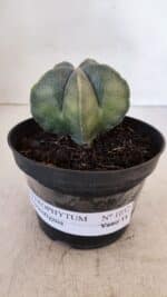 ASTROPHYTUM MYRIOSTIGMA Nº 1032 – vaso 11