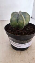 ASTROPHYTUM MYRIOSTIGMA Nº 1032 – vaso 11 - Imagem 10