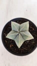 ASTROPHYTUM MYRIOSTIGMA Nº 1032 – vaso 11 - Imagem 3