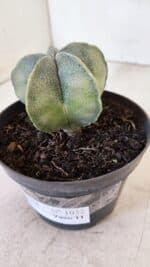 ASTROPHYTUM MYRIOSTIGMA Nº 1032 – vaso 11 - Imagem 9