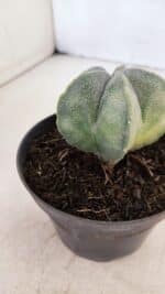 ASTROPHYTUM MYRIOSTIGMA Nº 1032 – vaso 11 - Imagem 8