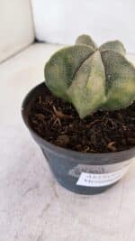 ASTROPHYTUM MYRIOSTIGMA Nº 1032 – vaso 11 - Imagem 6