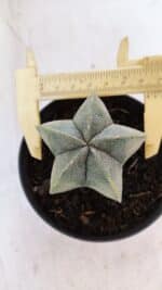ASTROPHYTUM MYRIOSTIGMA Nº 1032 – vaso 11 - Imagem 5