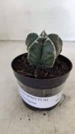 ASTROPHYTUM MYRIOSTIGMA Nº 1033 – vaso 09 - Imagem 2