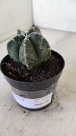 ASTROPHYTUM MYRIOSTIGMA Nº 1033 – vaso 09 - Imagem 8