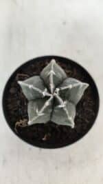 ASTROPHYTUM MYRIOSTIGMA Nº 1033 – vaso 09 - Imagem 3