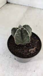 ASTROPHYTUM MYRIOSTIGMA Nº 1033 – vaso 09 - Imagem 7