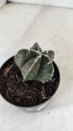 ASTROPHYTUM MYRIOSTIGMA Nº 1033 – vaso 09 - Imagem 6