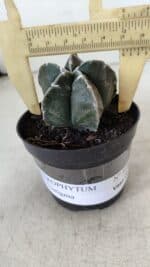 ASTROPHYTUM MYRIOSTIGMA Nº 1033 – vaso 09 - Imagem 4