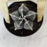 ASTROPHYTUM MYRIOSTIGMA Nº 1033 – vaso 09