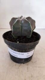 ASTROPHYTUM MYRIOSTIGMA Nº 1034 – vaso 11 - Imagem 2