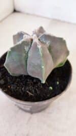 ASTROPHYTUM MYRIOSTIGMA Nº 1034 – vaso 11 - Imagem 7