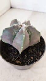 ASTROPHYTUM MYRIOSTIGMA Nº 1034 – vaso 11 - Imagem 6