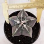 ASTROPHYTUM MYRIOSTIGMA Nº 1034 – vaso 11