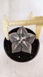 ASTROPHYTUM MYRIOSTIGMA Nº 1034 – vaso 11