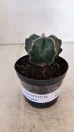 ASTROPHYTUM MYRIOSTIGMA Nº 1035 – vaso 09 - Imagem 2