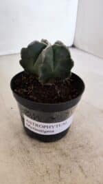 ASTROPHYTUM MYRIOSTIGMA Nº 1035 – vaso 09 - Imagem 9