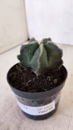 ASTROPHYTUM MYRIOSTIGMA Nº 1035 – vaso 09 - Imagem 8