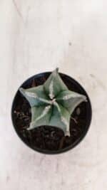 ASTROPHYTUM MYRIOSTIGMA Nº 1035 – vaso 09 - Imagem 3