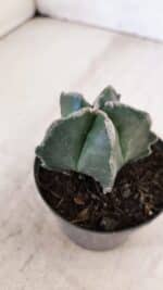 ASTROPHYTUM MYRIOSTIGMA Nº 1035 – vaso 09 - Imagem 6