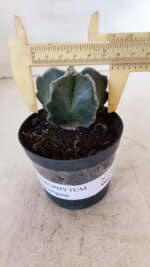 ASTROPHYTUM MYRIOSTIGMA Nº 1035 – vaso 09 - Imagem 4