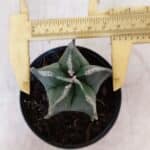 ASTROPHYTUM MYRIOSTIGMA Nº 1035 – vaso 09