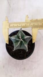 ASTROPHYTUM MYRIOSTIGMA Nº 1035 – vaso 09