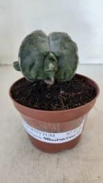 ASTROPHYTUM MYRIOSTIGMA "4 Quinas" Nº 1036 – vaso 11 - Imagem 2