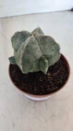 ASTROPHYTUM MYRIOSTIGMA "4 Quinas" Nº 1036 – vaso 11 - Imagem 6