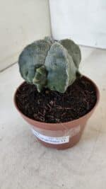 ASTROPHYTUM MYRIOSTIGMA "4 Quinas" Nº 1036 – vaso 11 - Imagem 10